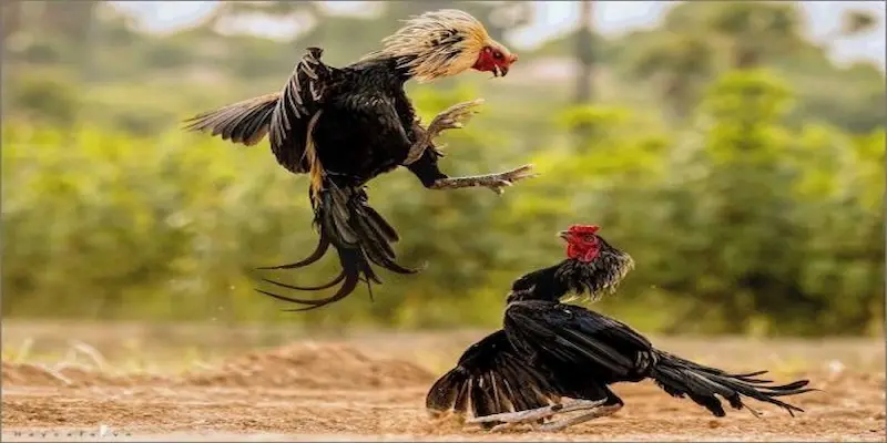 Giới thiệu cơ bản về sảnh Đá Gà W88 Giới thiệu cơ bản về sảnh Đá Gà W88